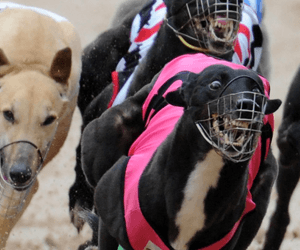 Harlon hones in on Silver Chief Classic success Harlon hones in on Silver Chief Classic success
