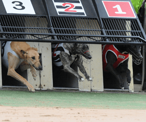 Greyhound Racing Tips For Thursday 11th June 2009 Greyhound Racing Tips For Thursday 11th June 2009