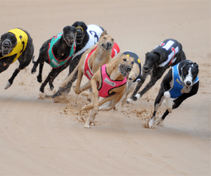 Kayda Shae out to emulate his sire in Group 1 Adelaide Cup series Kayda Shae out to emulate his sire in Group 1 Adelaide Cup series