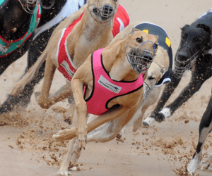 What Are The Plans For The New Cannington Track? What Are The Plans For The New Cannington Track?
