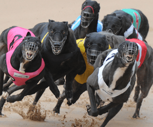 New Cannington track bringing safer racing to the West New Cannington track bringing safer racing to the West