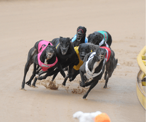 Proven Maddy Fastest Qualifier For Bulli Gold Plate Proven Maddy Fastest Qualifier For Bulli Gold Plate