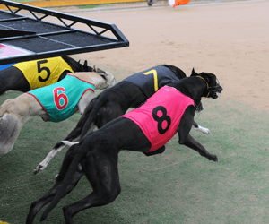 Greyhound Racing Returns To Canberra Greyhound Racing Returns To Canberra