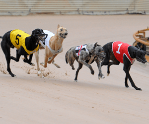 Group Two Warragul Cup Final Preview Group Two Warragul Cup Final Preview