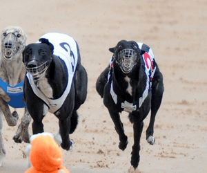 2013 Greyhounds WA Anniversary Cup Review 2013 Greyhounds WA Anniversary Cup Review