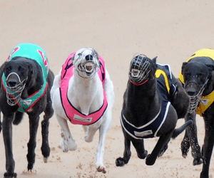 Black Dymas Has Sights On Canning Trophy Final At Cannington Black Dymas Has Sights On Canning Trophy Final At Cannington