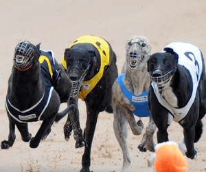 Plans For The New Cannington Greyhound Track Revealed Plans For The New Cannington Greyhound Track Revealed