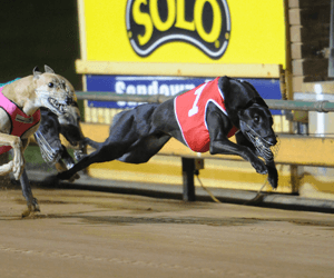 China bookies for betting on Australian greyhound racing China bookies for betting on Australian greyhound racing