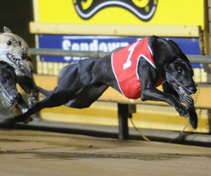 Spud Regis’ Adelaide Cup Glory After Brush With Death Spud Regis’ Adelaide Cup Glory After Brush With Death