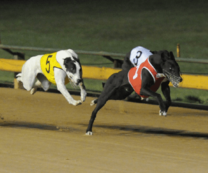 Deputy Chief Shocks In WA Derby Heats Deputy Chief Shocks In WA Derby Heats