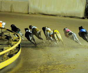 Size Can Matter Named 2008 Qld Greyhound Of The Year Size Can Matter Named 2008 Qld Greyhound Of The Year