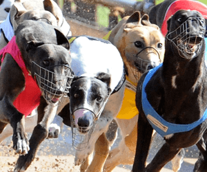 Fernando Bale back to his best in 2015 Ballarat Cup heats Fernando Bale back to his best in 2015 Ballarat Cup heats