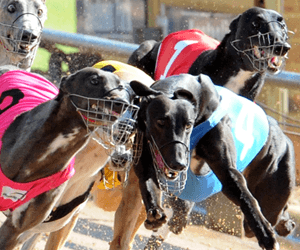 Thompson’s Awesome Foursome Dominate At Warrnambool Thompson’s Awesome Foursome Dominate At Warrnambool