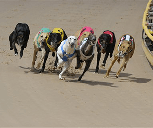 Matcott Breaks South Australian Greyhound Training Record Matcott Breaks South Australian Greyhound Training Record