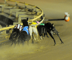 Black Magic Opal Shines In Peter Mosman Heats Black Magic Opal Shines In Peter Mosman Heats
