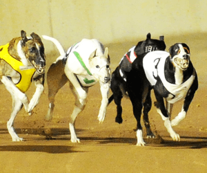 Tony Brett’s duo ready to rock on Group 1 Gold Cup heat night Tony Brett’s duo ready to rock on Group 1 Gold Cup heat night