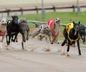 Four Canberra Winners For Jodie Gilbert & And Lord Four Canberra Winners For Jodie Gilbert & And Lord