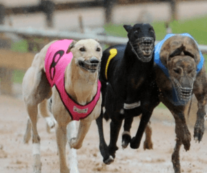 The History Of The Adelaide Cup The History Of The Adelaide Cup