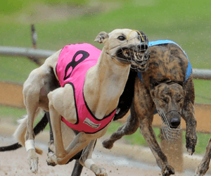 High Earner Heads AGRA Greyhound Rankings High Earner Heads AGRA Greyhound Rankings