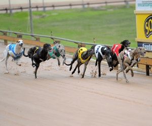Australian Greyhound Racing Tips For Friday 4th February 2011 Australian Greyhound Racing Tips For Friday 4th February 2011