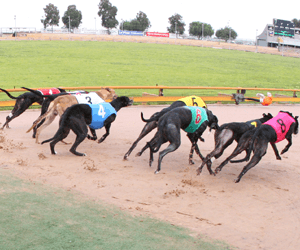 Twelve Month Disqualification For Knowingly Starting Granddaughter’s Greyhound On Depo Medrol Twelve Month Disqualification For Knowingly Starting Granddaughter’s Greyhound On Depo Medrol