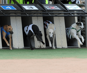 So Seductive Scores A Unique Double Being Named Australia’s Greyhound Of The Month So Seductive Scores A Unique Double Being Named Australia’s Greyhound Of The Month