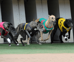 Group One Maturity Series Kicks Off At The Meadows Tonight Group One Maturity Series Kicks Off At The Meadows Tonight