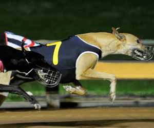 Queensland Futurity betting Queensland Futurity betting