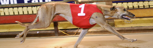 Din’s Son Goes One Better in Shepparton Cup
