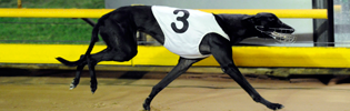 Andy Palmer, Sire Of Boom Youngster Disraeli Finds A New Home