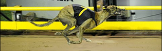 Drill ‘Em Wins AGRA February 2010 Greyhound Of The Month