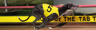 El Galo Controversial 2008 Victorian Greyhound Of The Year El Galo