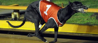 El Grand Senor Too Classy In Group 1 Hudson Pacific Maturity Classic