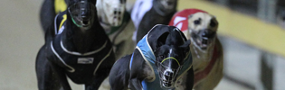 Fancy Mandy Blitzes 2010 Golden Easter Egg Heats In Style