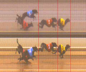 Horsham First Four Punters Dudded By GRV Stewards Decision Horsham First Four Punters Dudded By GRV Stewards Decision