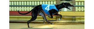 Hybrid Theory 2008 Group 1 Laurels Winner Hybrid Theory