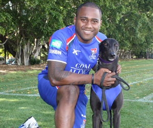Newcastle Knights Sign Their Newest Dog’d Defender For Charity Newcastle Knights Sign Their Newest Dog’d Defender For Charity