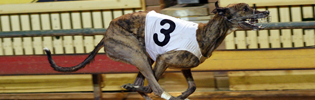 Kuklu Spirit Kulu Spirit Winning At Sandown In September 2008