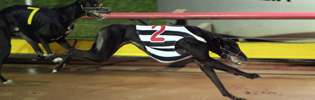 Lilley Criminal Lilley Criminal Winning A Heat Of The Victorian National Distance Championships Back In August 2008