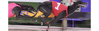 Miss Slick Miss Slick Winning The 2008 WA Oaks Earlier This Year