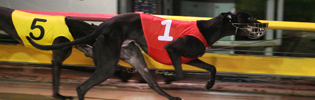 Nitro Burst Nitro Burst Winning At The Meadows In August 2008