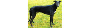 Primo Uno Leading January 2009 Sire Primo Uno