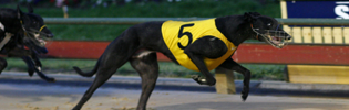 Proven Alias Proven Alias Staged A Brilliant Last To First Win At Sandown Park