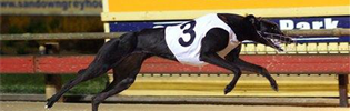 Queen Lauryn Arguably Australias Best Bitch, Queen Lauryn Is A Leading Queensland Greyhound Of The Year Contender