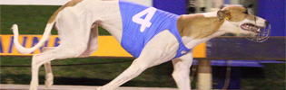 Size Can Matter Queensland Greyhound Of The Year Contender Size Can Matter