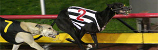 Sky Hazzard Winning 2008 AWM Distance Trophy