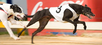 Smooth Fancy Named AGRA Greyhound Of The Month For August 2010