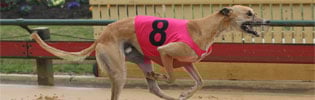 Vintage Octane Winning Brilliantly At Sandown Vintage Octane Winning Brilliantly At Sandown