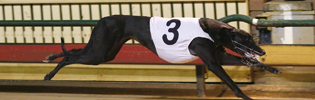 Violet Crumble Violet Crumble Winning At Sandown In August