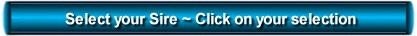 greyhound breeding greyhounds sire selection dog dogs stud dam artificial insemination pup QBIS breed chart bloodline blood line racing sydney australia australian for